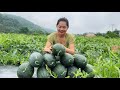 Harvest Watermelon Go To Countryside Market Sell Build Mesh Fence Ma Thi Hieu