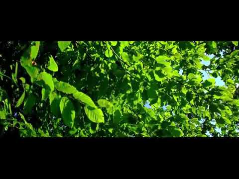 Izzat Shukurov–Amantu Billah