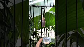 Download lagu KENARI malas bunyi, Terapi untuk kenari masteran canary #canarysingtraining #kanareyka mp3