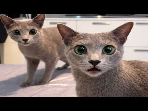 Cats Gone Crazy