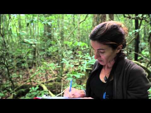 [NCTV] Les coulisses de la science - La forêt calédonienne