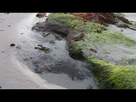 Vídeo: A riqueza das charcas intermareais da Ría de Vigo