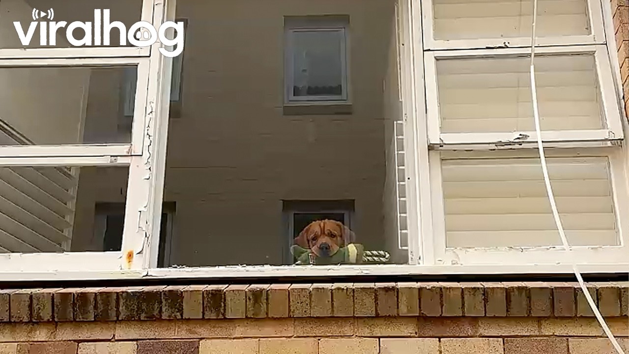 Golden Retriever's Goodbye Routine Never Gets Easier || ViralHog