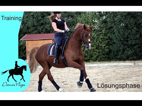 [Our Training] - The Solution Phase