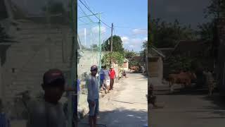 Download lagu Sapi Buat Kurban Lepas mp3