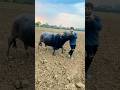 बागी किंग सबकी जान ️ Buffalo Fight Takkar Ladai Fighting Tournament 