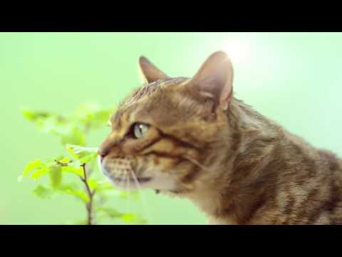 Cats Best OkoPlus Original Natūralus kraikas katėms 20L video