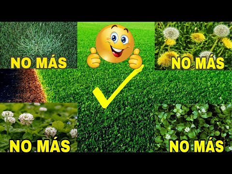 Bermuda Grass Wins the War on Weeds