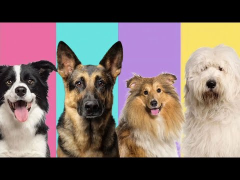 Meet Herding Dog Breeds 🐶🐑