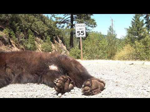 Forest Service warns of misinformation about Lake Tahoe black bears