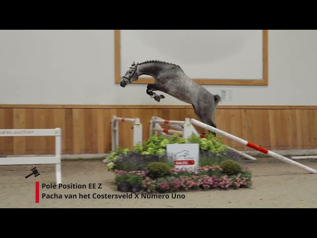 Pole Position EE Z