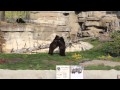 Grizzly Bears At The Detroit Zoo