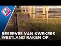 Kwekers in de problemen door hoge gasprijs - OMROEP WEST