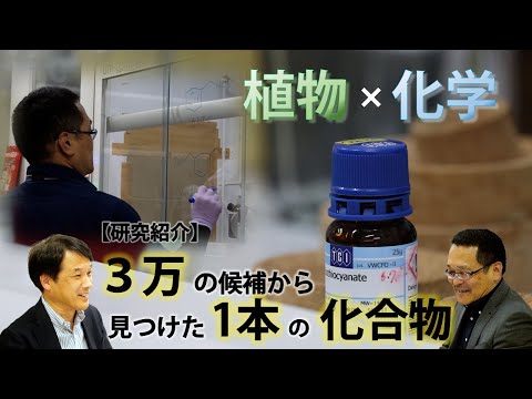 【研究室紹介】気孔を閉ざす化合物！　～約３万の候補から見つけた化合物は、まさかのカラシの辛み成分だった！？