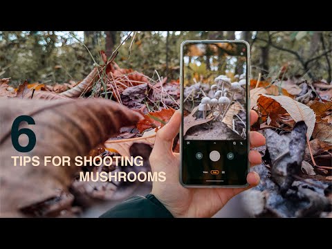 Tips and tricks to photograph mushrooms | Motorola Edge 20