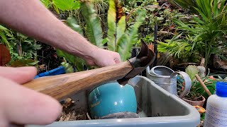 Saving a Sad Birds Nest Fern