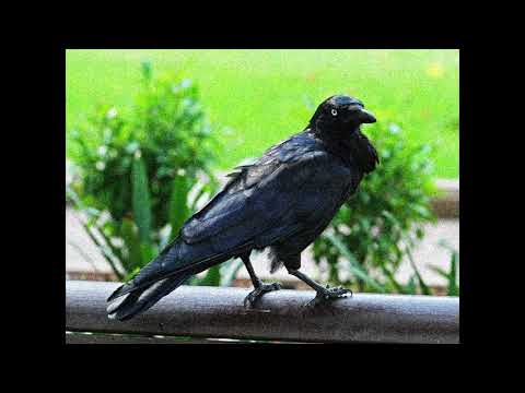 A4KT + RUSTY - РАВЕН