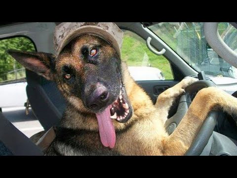 Des animaux en plus qui méritent un oscar 🤣funniest animal videos