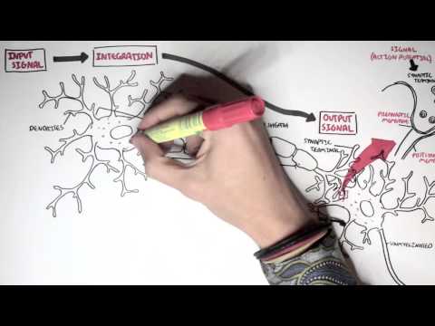 Neurology - Neuron