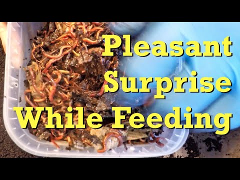 A pleasant surprise with 18-day horizontal migration - worm farm vermicomposting