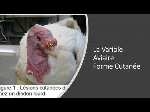, title : 'La variole Aviaire chez les Poules'