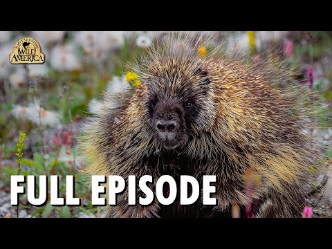 Wild America (1992) | S11 E7 'The Prickly Porcupine' | Full Episode | FANGS