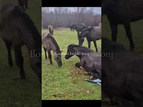 NEVJEROJATNO! Kobila se sama oždrjebila – Ovo morate vidjeti! #horse #horses #animals 