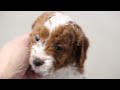 Cavapoo dogs for sale: Abbigail - Video 1