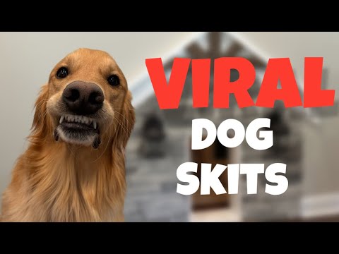 Funniest AGuyandAGolden Viral Dog Skits!