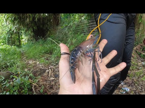 SE03EP123 - IWANGAN sa ILALIM ng TULAY at ang SUMPANG DALA ng PUTING MANOK | San Pablo City, Laguna