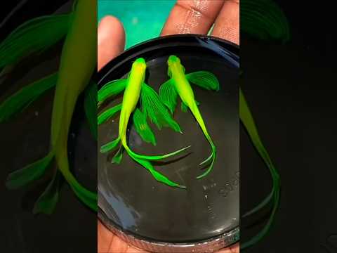 The Unbelievable Growth of the Long Fin Green Zebra Danio!! #shorts #shots #fish #danio #aquarium