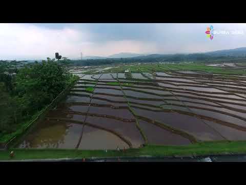 Minapadi Kridoyono Desa Panembangan | Kecamatan Cilongok | Banyumas