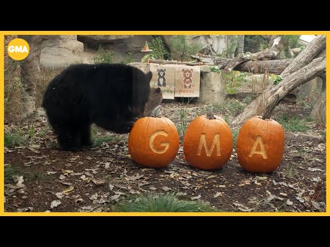 'GMA' visits the Cincinnati Zoo - YouTube