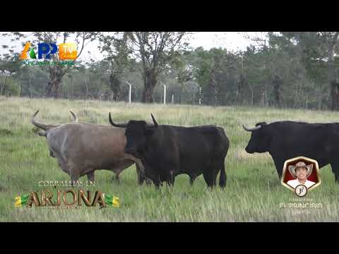 Ganadería El Principio para Arjona 2026.