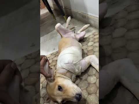 Paylap Pet Care YouTube short