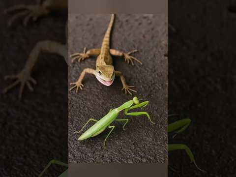 "Lizard vs Praying Mantis: A Tense Wild Encounter!"