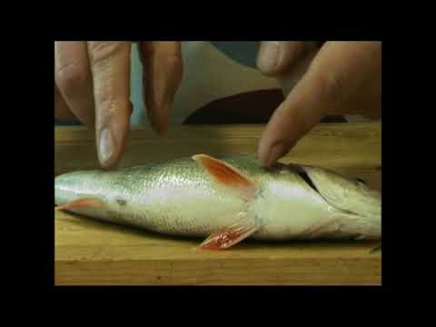 Kalan tainnutus ja verestys