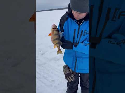 Lake Gogebic pigs  #perchfishing #icefishing #bigfish #tiger #jumbo