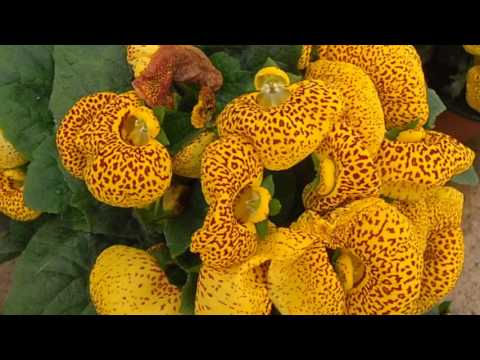 Zuecos, zapatitos de la Virgen: Calceolaria x herbeohybrida