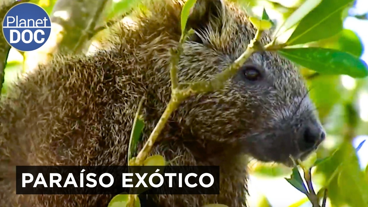 Cuba al Natural: El Laberinto Verde del Caribe y sus Secretos | Planet DOC
