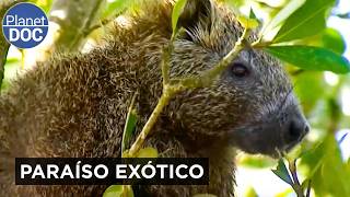 Thumbnail del capítulo