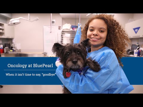 Oncology at BluePearl