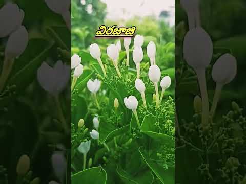 విరజాజి in my terrace garden#shorts #youtubeshorts #shortsyoutube