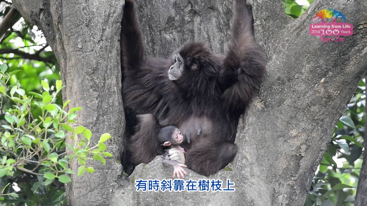 [影] 新生報到！白手長臂猿寶寶出生 母仔黏踢踢