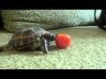 Как черепаха ест помидор. 