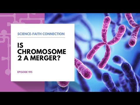 Science-Faith Connection: Is Chromosome 2 a Merger?