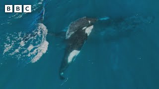 Orcas KIDNAP a baby whale 🐋 | Mammals - BBC