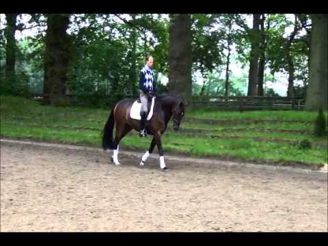 Verkaufspferd 5 jährige Stute von Laurentio-De Niro