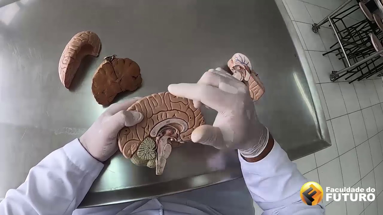 O Que é Ventrículo Na Anatomia O Que é Ventrículo Na Anatomia