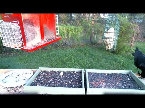 An American Crow Comes To Eat